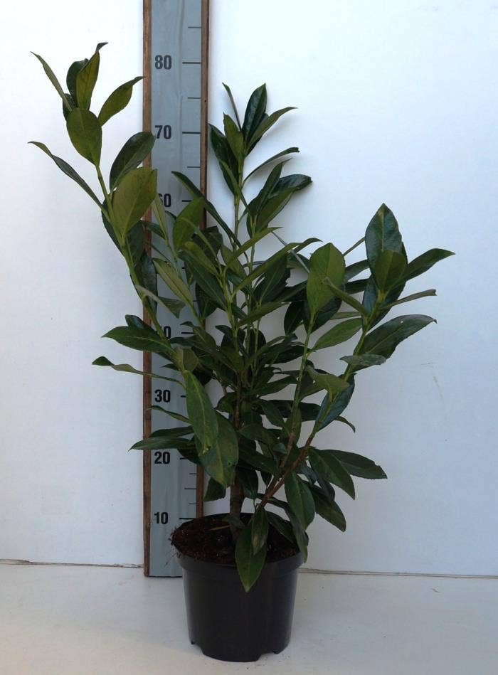 Prunus lau. 'Caucasica'