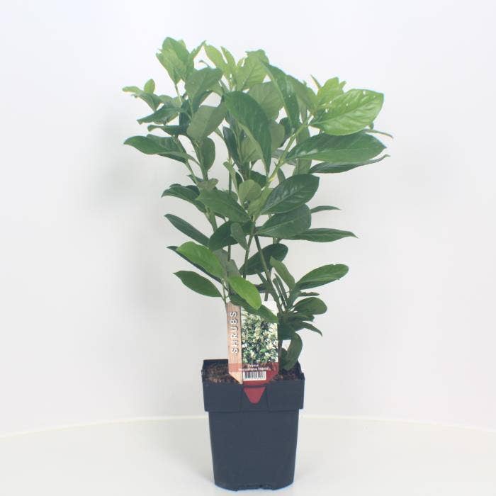 Prunus lau. 'Novita'