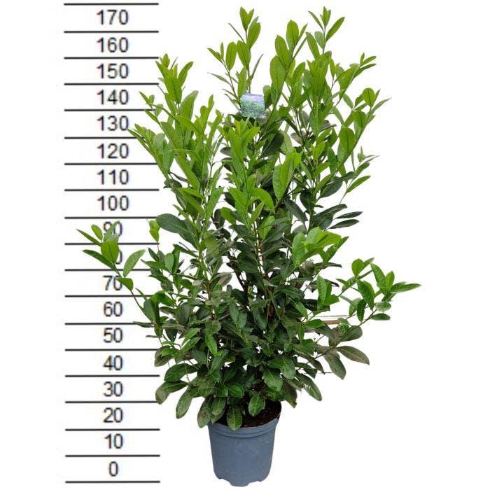 Prunus lau. 'Rotundifolia'