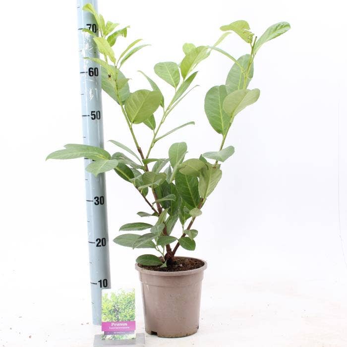 Prunus lau. 'Rotundifolia'