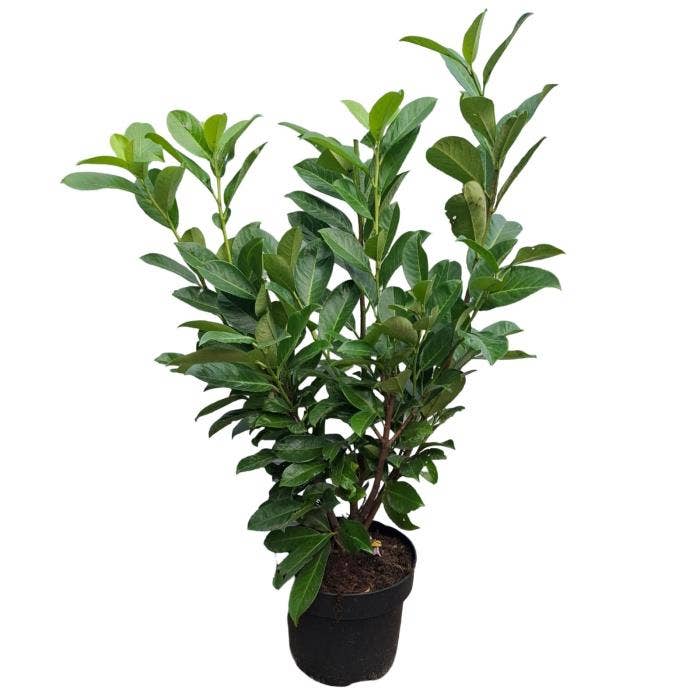 Prunus lau. 'Rotundifolia'