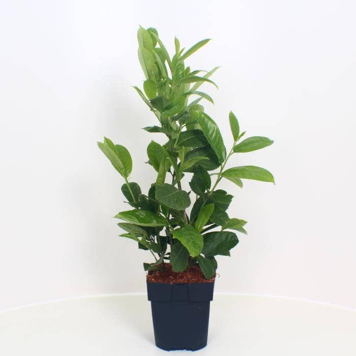 Prunus lau. 'Rotundifolia'