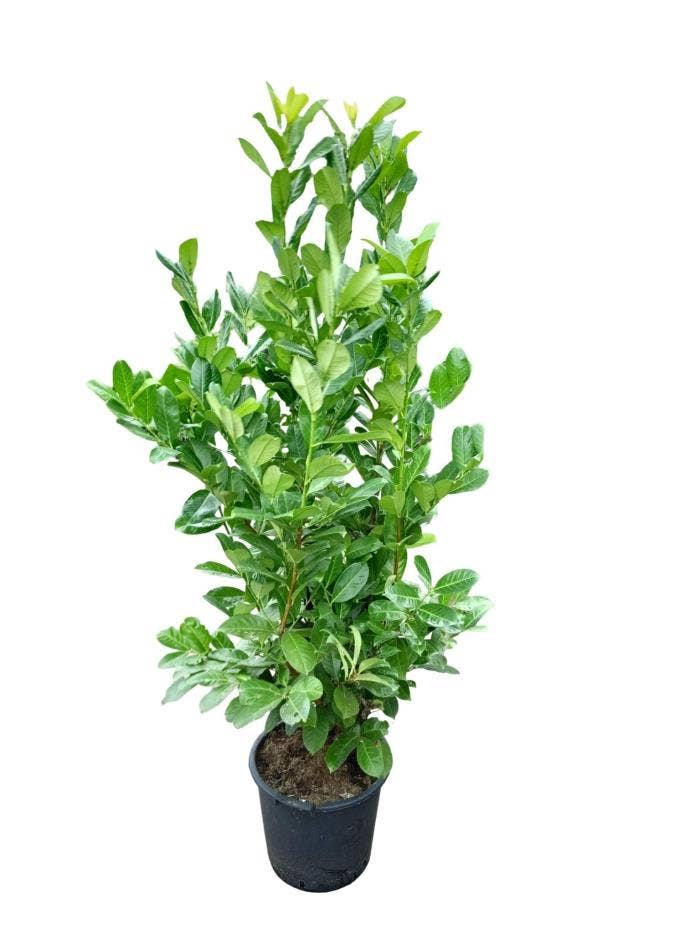 Prunus lau. 'Rotundifolia'