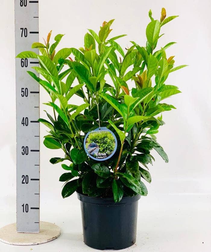Prunus laur. 'Etna'