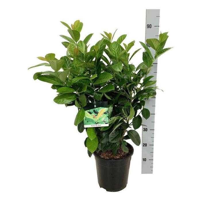 Prunus laur. 'Etna'