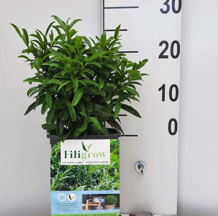 Prunus laur. 'Filigrow Sofia'