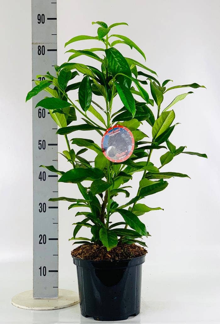 Prunus laur. 'Genolia'