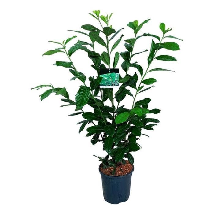 Prunus laur. 'Novita'