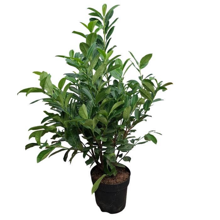 Prunus laur. 'Rotundifolia' 100-125