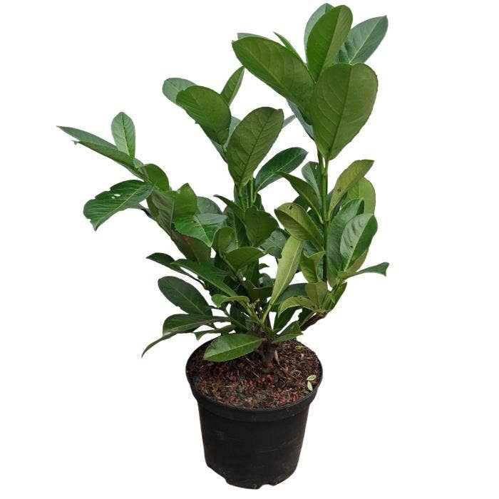Prunus laur. 'Rotundifolia' 50-60