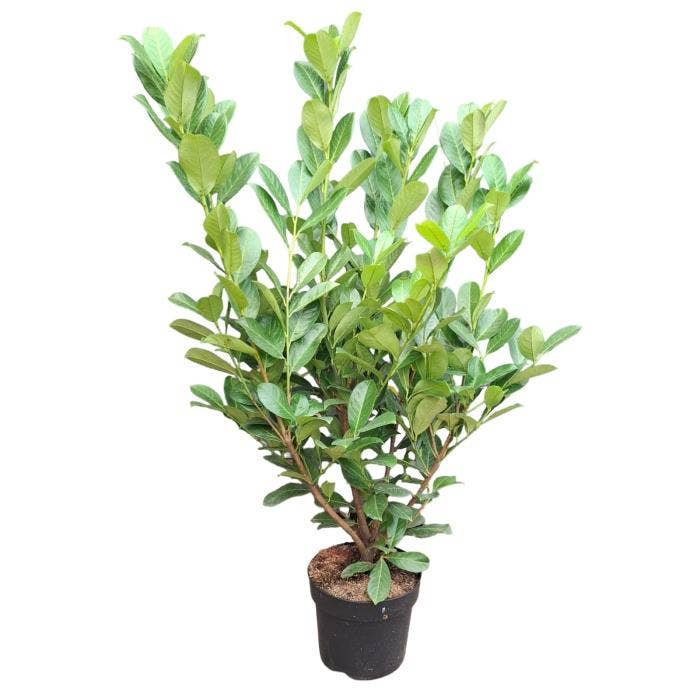 Prunus laur. 'Rotundifolia' 80-100