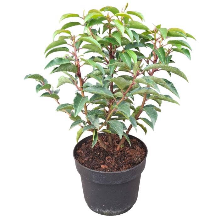 Prunus lus. 'Angustifolia' 25-30