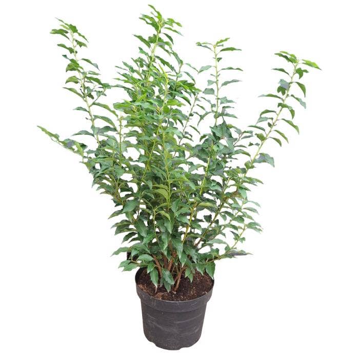 Prunus lus. 'Angustifolia' 80-90