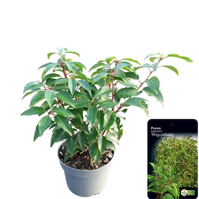 Prunus lus. 'Angustifolia'