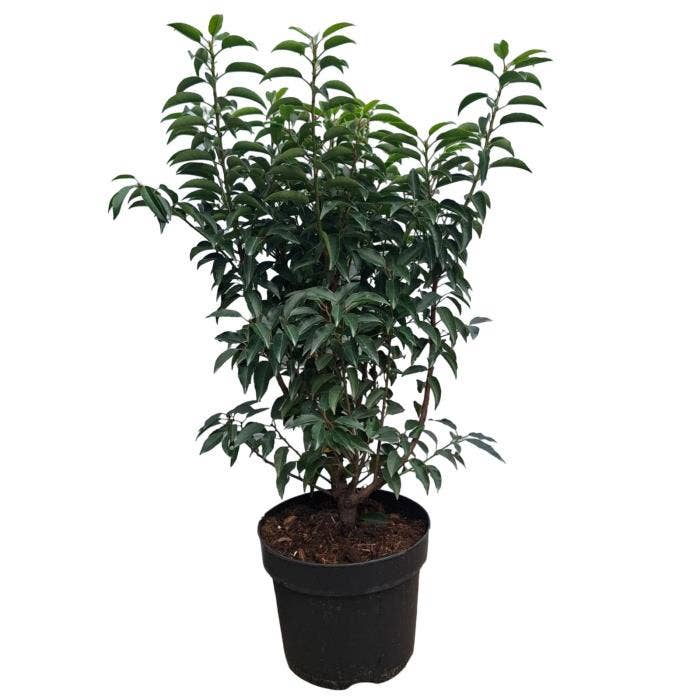 Prunus lus. 'Angustifolia'