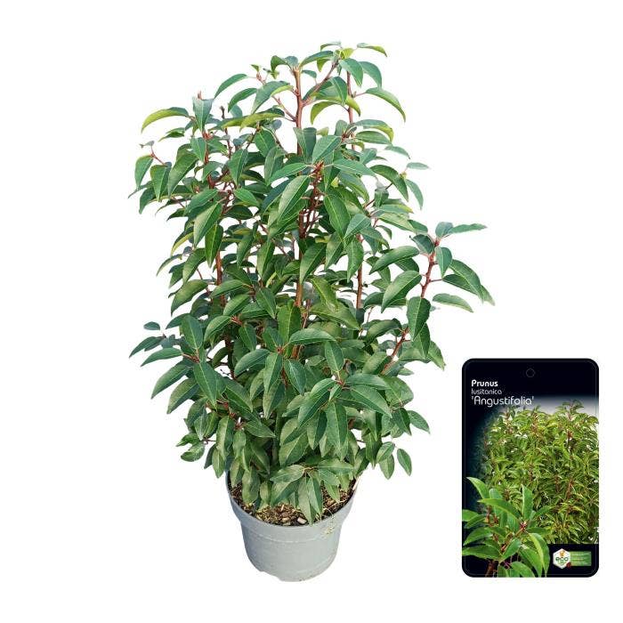 Prunus lus. 'Angustifolia'