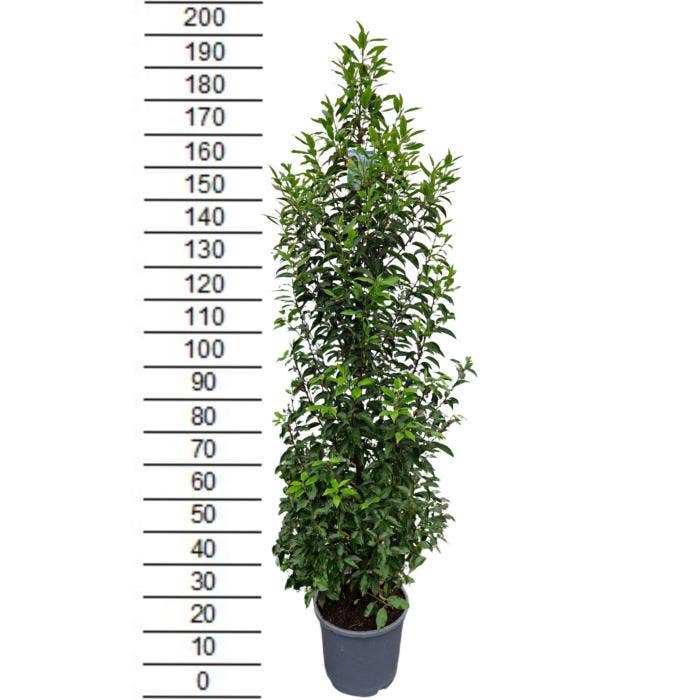 Prunus lus. 'Angustifolia'