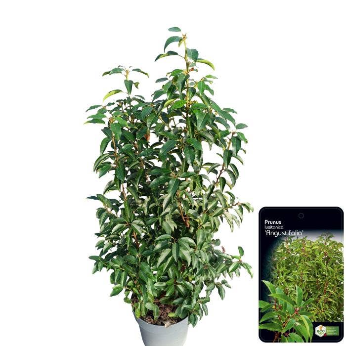 Prunus lus. 'Angustifolia'