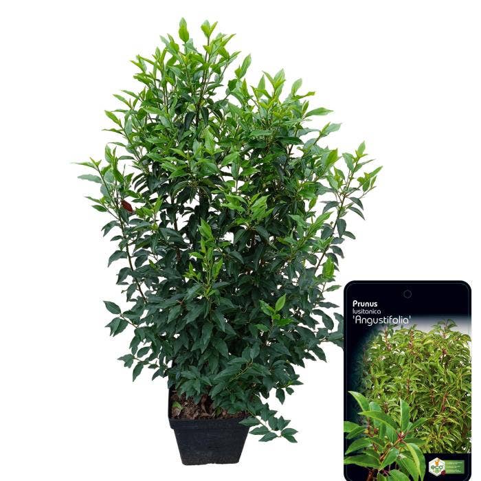 Prunus lus. 'Angustifolia'