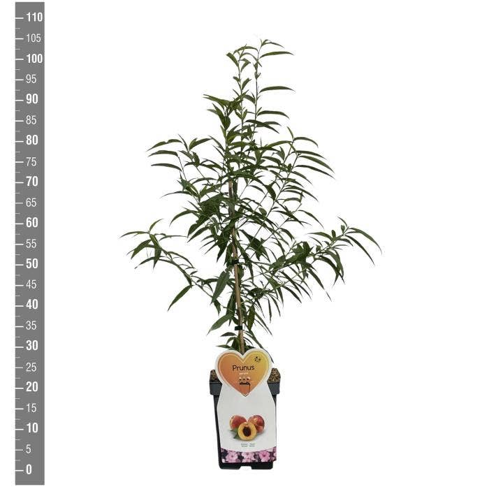 Prunus persica patio