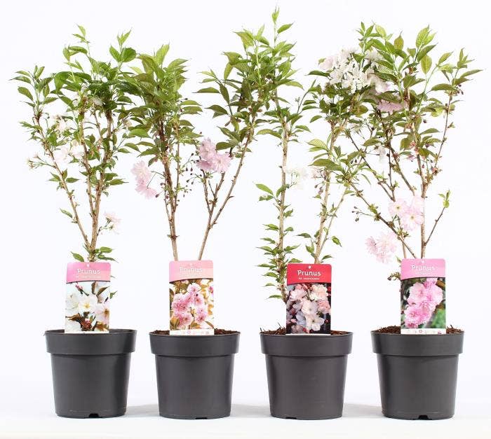 Prunus ser. mix P21/C4.6