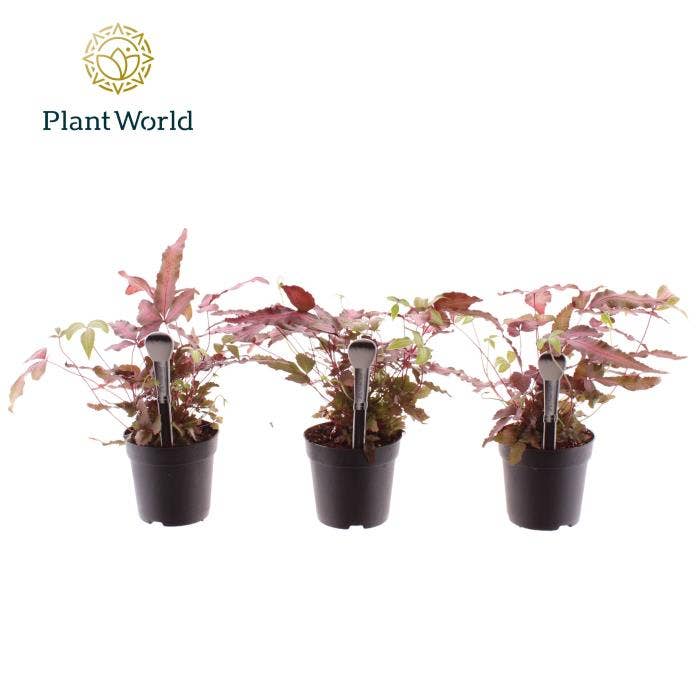 Pteris Albolineata Make-Upz pink