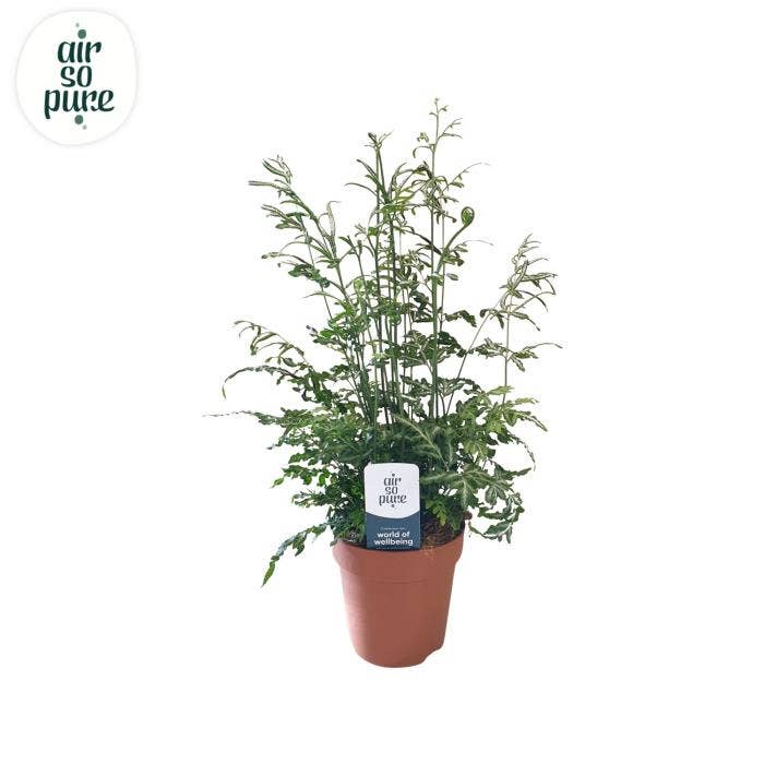 Pteris Evergemiensis