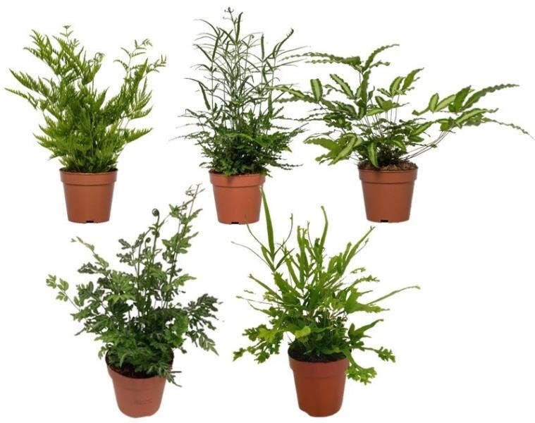 Pteris