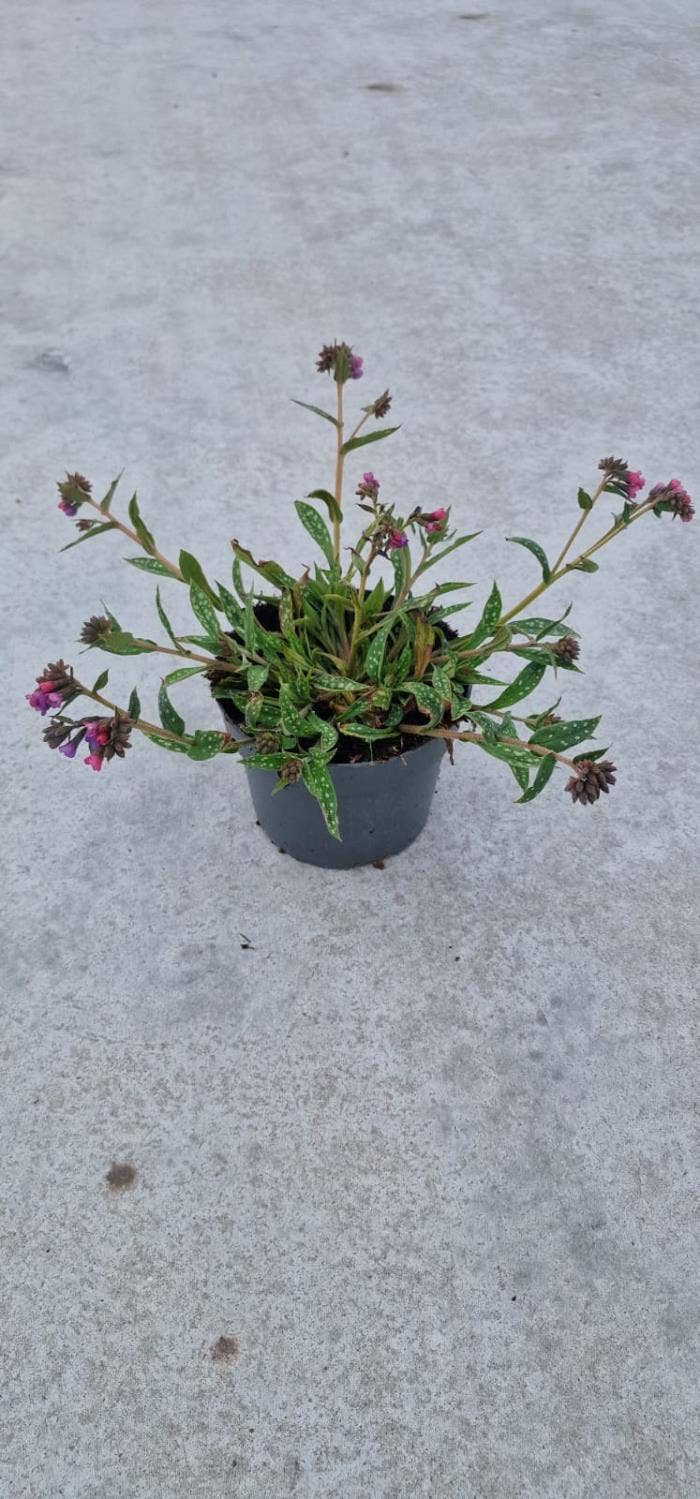 Pulmonaria Raspberry Splash