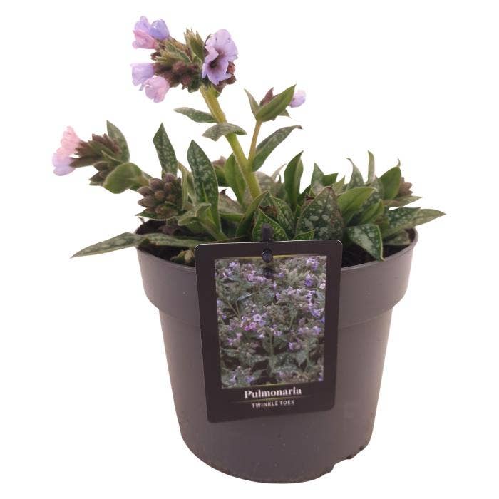 Pulmonaria Twinkle Toes