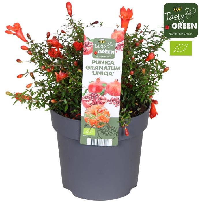 Punica granatum 'Uniqa'
