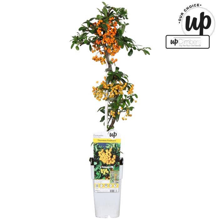 Pyracantha coc. 'Sunny Star'