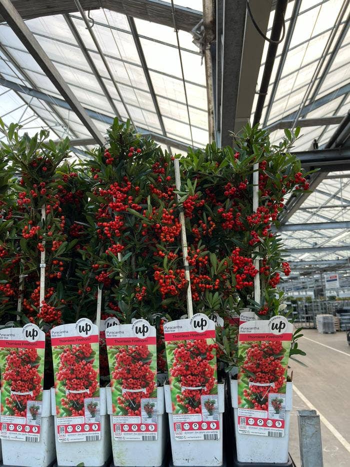 Pyracantha coccinea 'Red Star'