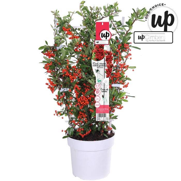 Pyracantha coccinea Red Star
