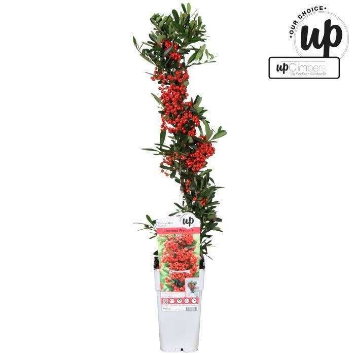 Pyracantha coccinea Red Star