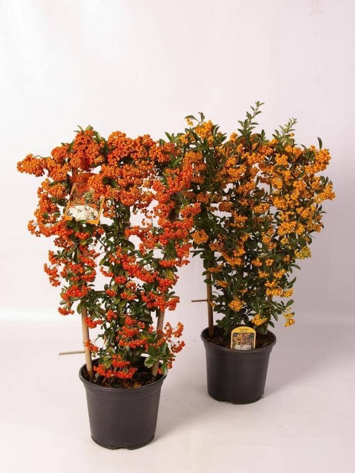 Pyracantha