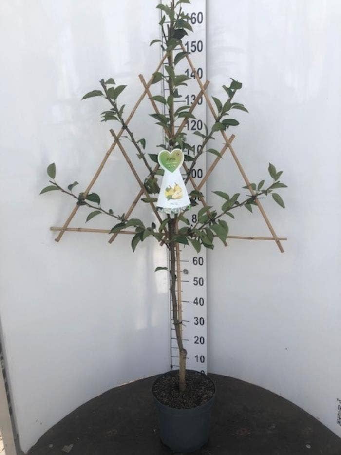 Pyrus communis on trellis 