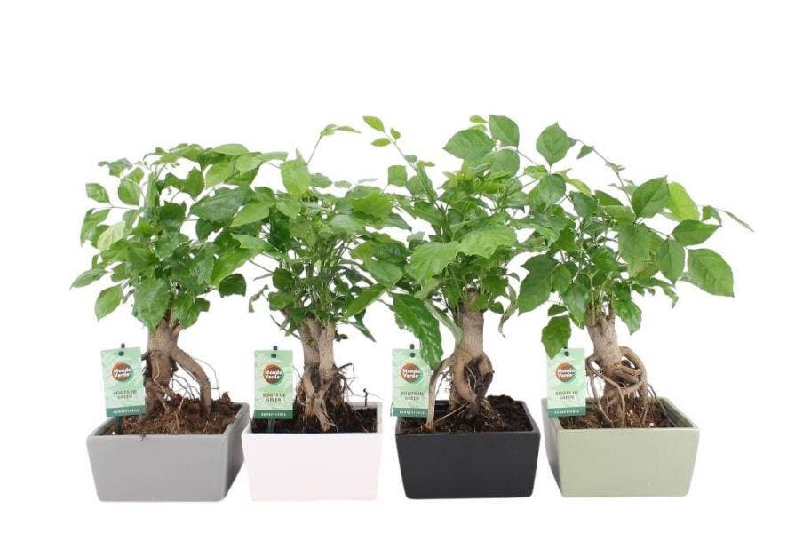 Radermachera sinica in Matt Square