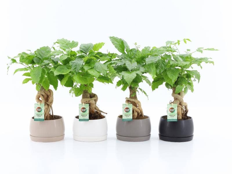 Radermachera sinica in Shengzi