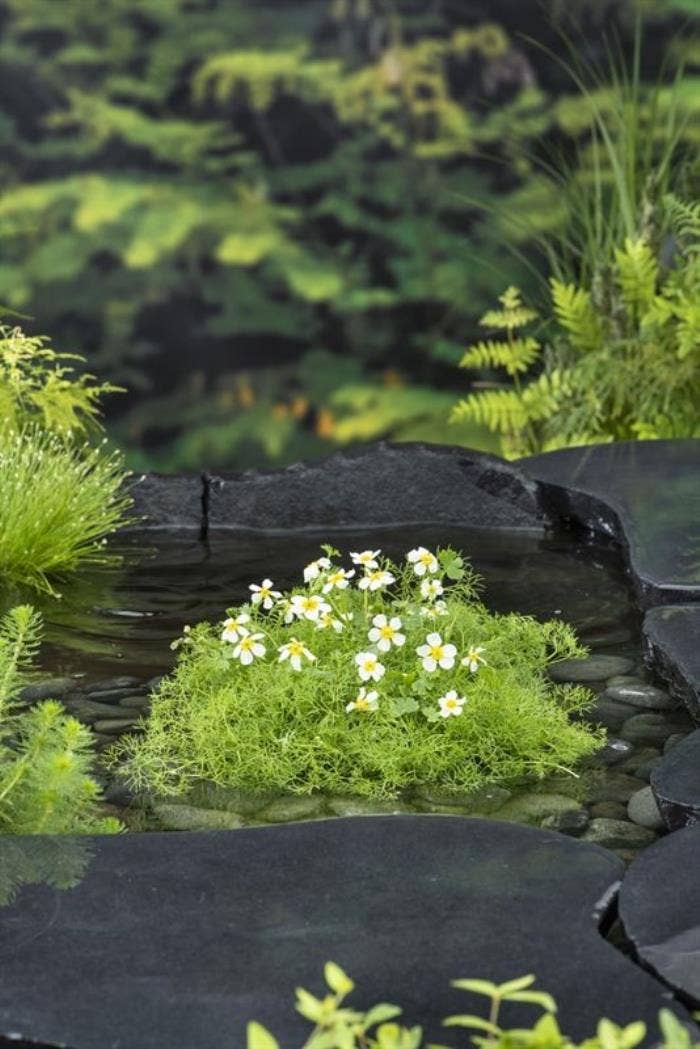 Ranunculus aquatilis 