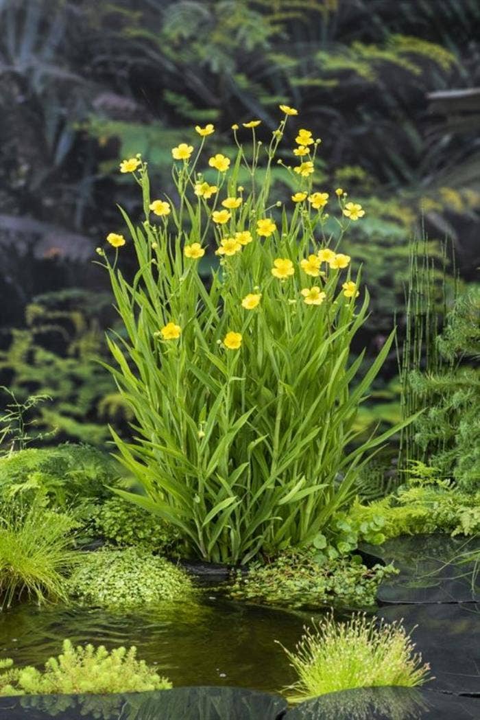 Ranunculus flammula