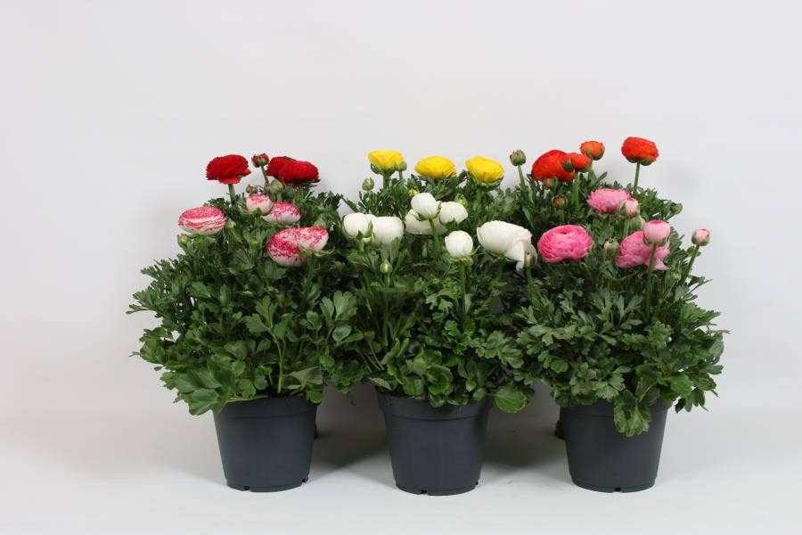 Ranunculus Luxury Garden