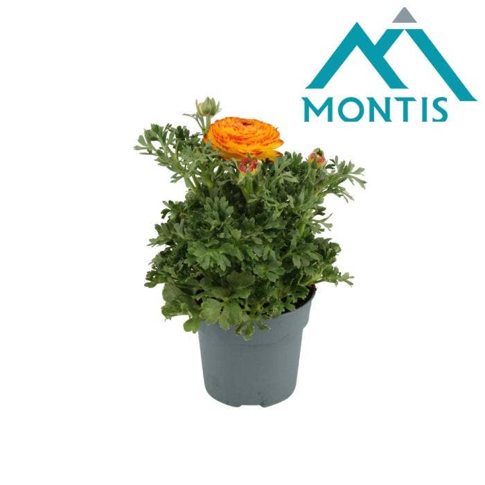 Ranunculus Sprinkles Orange Fire