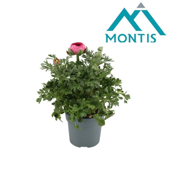 Ranunculus Sprinkles Pink