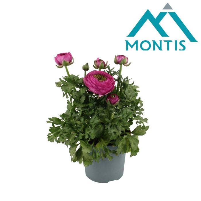 Ranunculus Sprinkles Purple