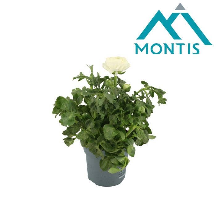 Ranunculus Sprinkles White