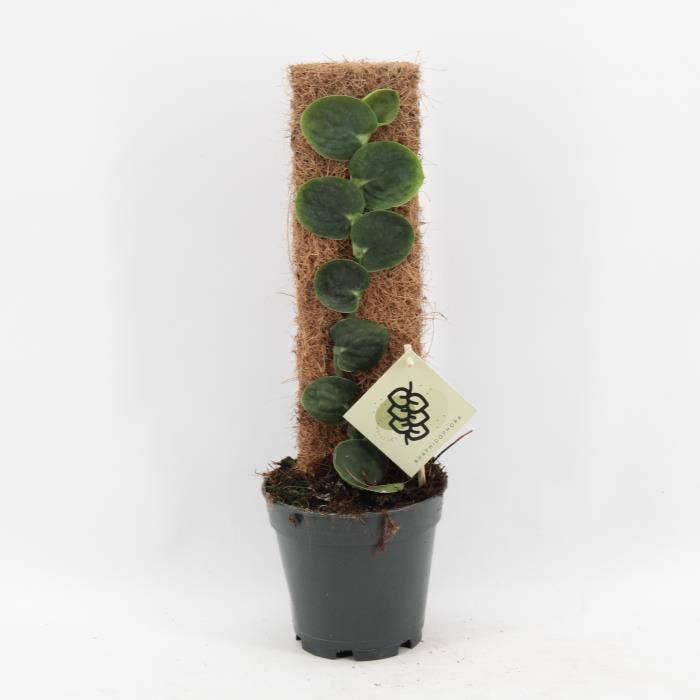 Rhaphidophora Celatocaulis