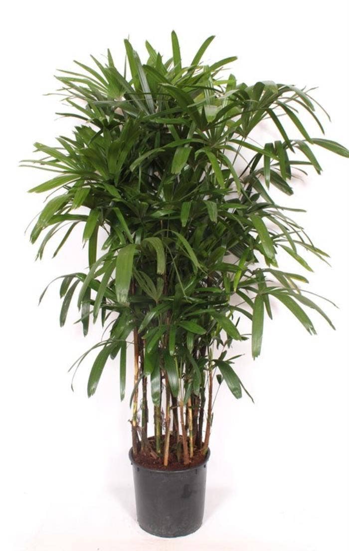 Rhapis excelsa