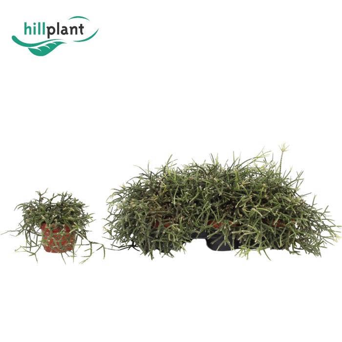 Rhipsalis pilocarpa