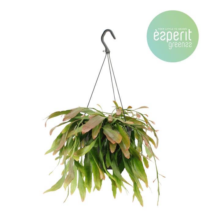 Rhipsalis Red Coral
